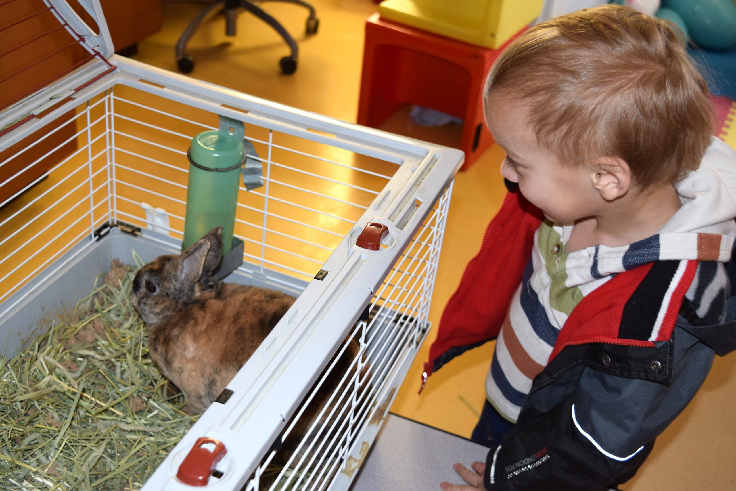 Little boy looking at a bunny in cage