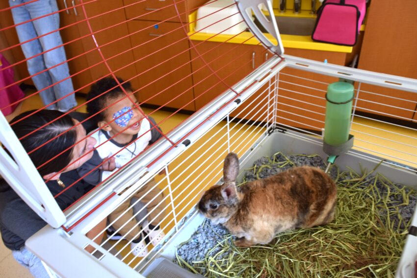 Little boy with an eye patch smiling and looking at a bunny in a cage